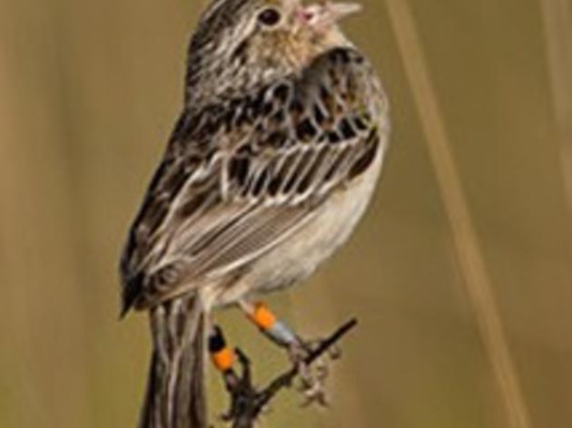 Orlando Sentinel: Feds won't try captive breeding of grasshopper sparrow for now