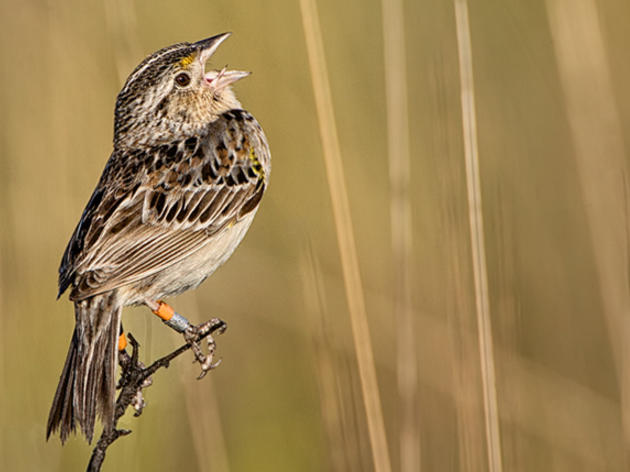 Take Action for the Northern Everglades