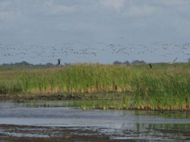 Let Your Voice Be Heard: Protect the Everglades' Liquid Heart *Corrected