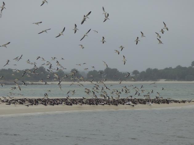 Florida's mid-winter survey: 39,000 shorebirds and counting!