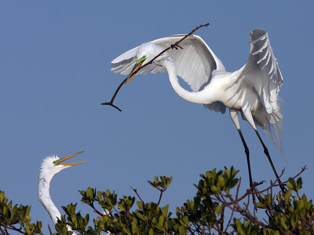 Help Protect Florida's Nesting Birds