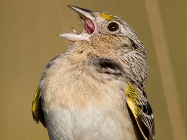 Florida Grasshopper Sparrow, An Endangered Species in Free-Fall