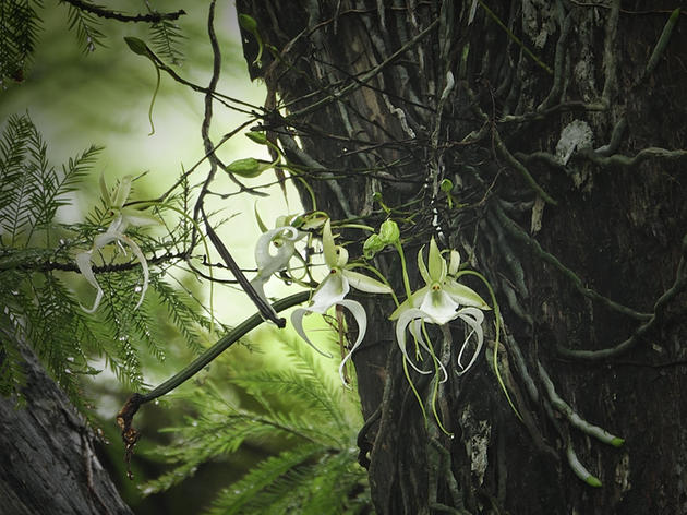 Rare Ghost Orchid Explodes with 14 Buds in a Second Annual Bloom at Audubon’s Corkscrew Swamp Sanctuary