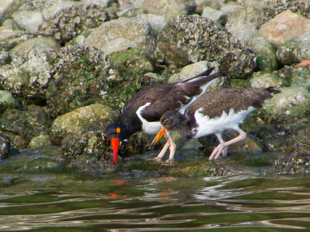 American Oystercatchers in Tampa Bay