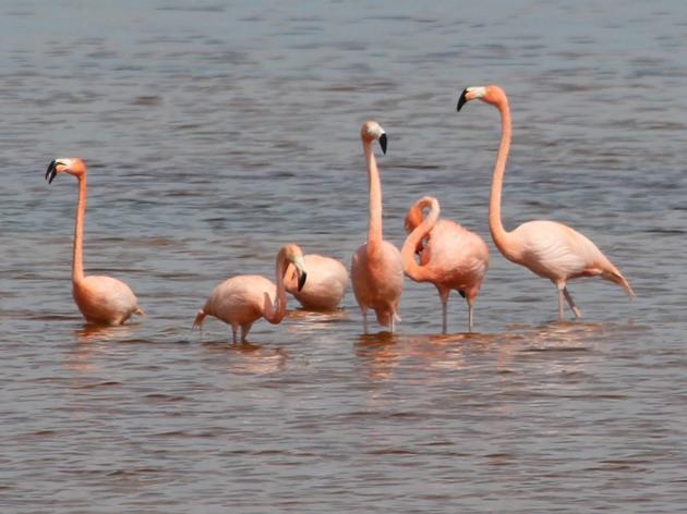 Flamingos Return to Palm Beach County