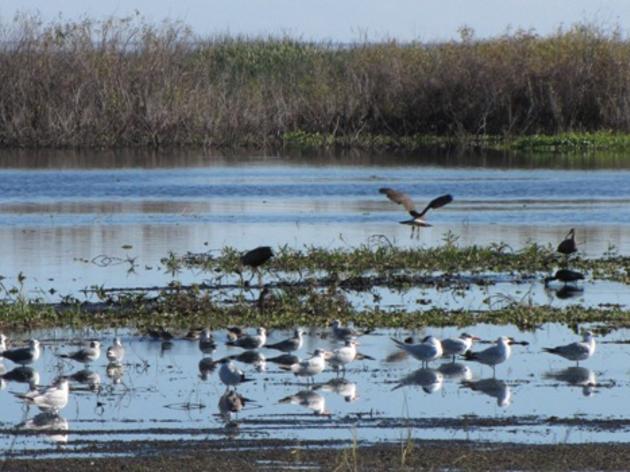 Audubon's Dr. Paul Gray Reports from the Great Backyard Bird Count