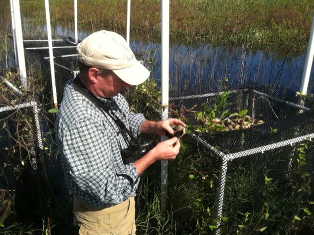 Are Exotic Apple Snails Saving the Everglade Snail Kite?