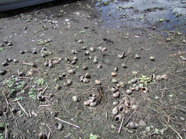 Corkscrew Swamp Sanctuary: Invasive apple snails are on the move in Southwest Florida