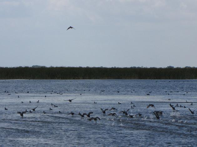 Audubon's Dr. Paul Gray: Peregrine Falcons Follow Airboats to Hunt