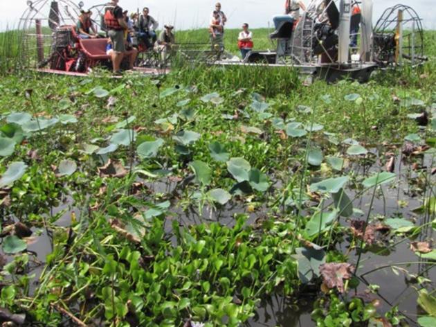 Audubon Weighs In on Protecting Everglades Snail Kite Habitat During Aquatic Plant Control Efforts 