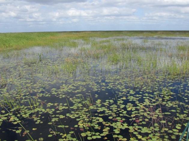 Everglades Funding at Stake in SFWMD Board Vote