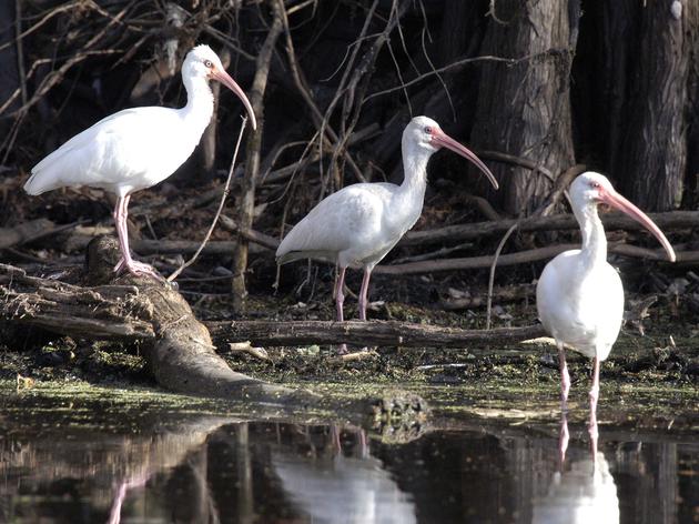 Miami-Dade Everglades Wetlands Threatened