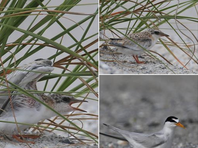 Least Terns Experience Fourth of July in Northeast Florida