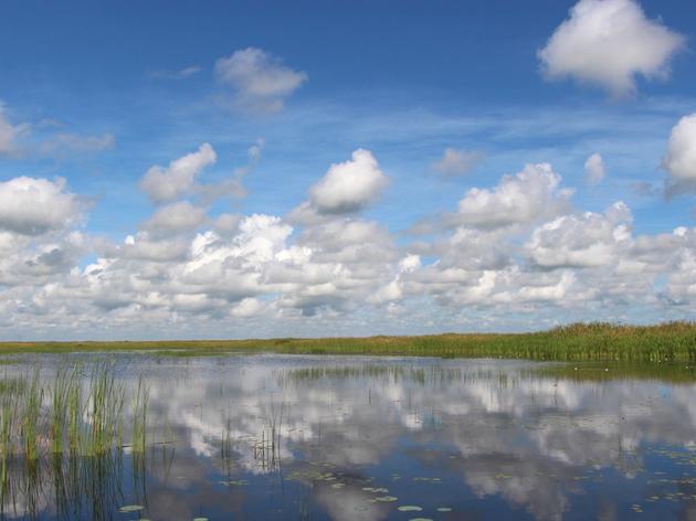 Good Water Management is Good for Northern Everglades Birds and Wildlife 