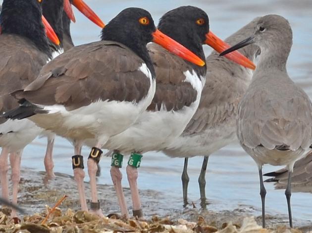 Gulf Survey: Remarkable Winter Flocks and a Special Appearance from "Oreo"