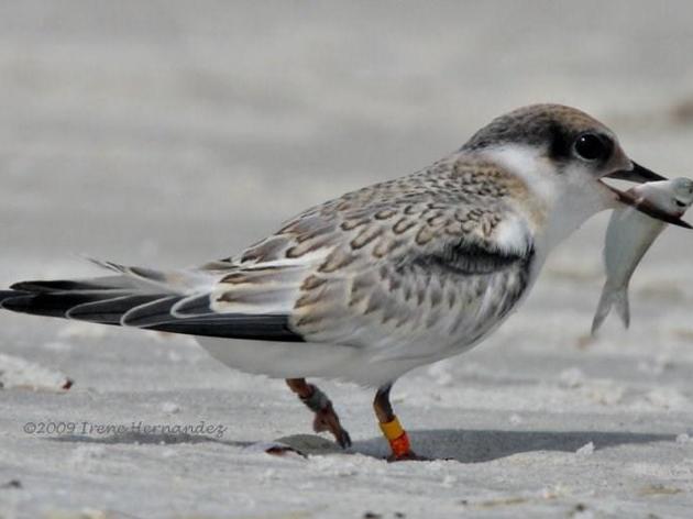 Volunteers Lend Least Terns a Hand in Clearwater Audubon's Latest Newsletter