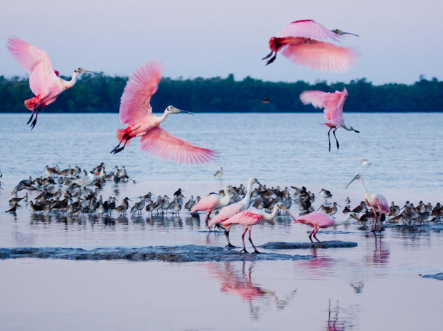 Audubon of Florida Launches Restore Florida Bay Website  