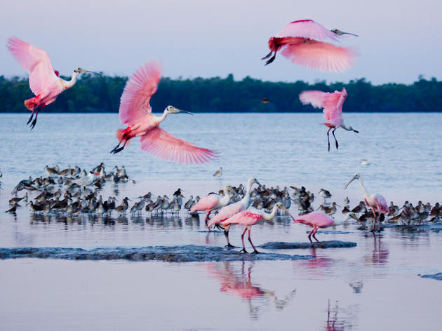 Audubon Magazine: Roseate Spoonbills Send Warning Signs About the Florida Everglades