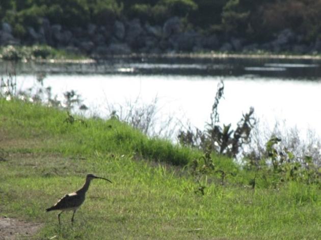 Tragic Whimbrel Shootings Inspire Increased Shorebird Protections