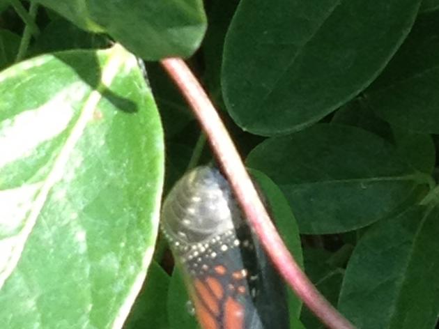 Monarch Butterfly Miracle at Disney's EPCOT Center