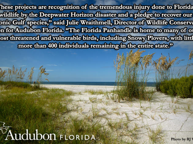 Join Audubon in Support of Gulf Restoration on November 13, 2012 in Pensacola