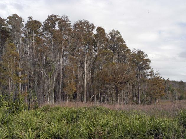 Thank Osceola County Commissioners for Protecting the Northern Everglades