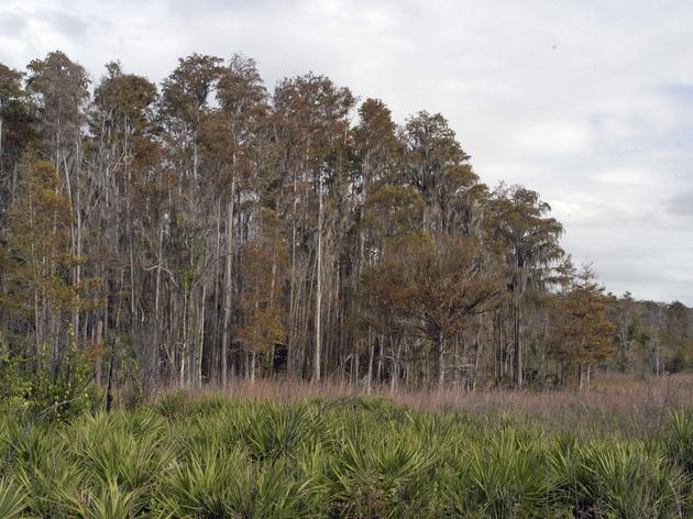 Help Support Habitat Conservation in the Northern Everglades
