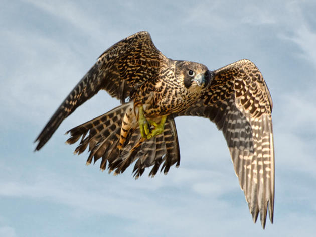 Join the Flyway Fiesta at the Audubon Center for Birds of Prey