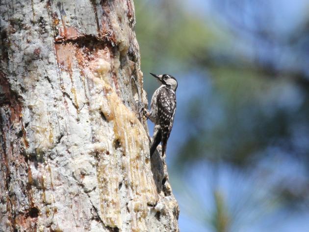 Tracts of Withlacoochee State Forest Named Global Important Bird Areas