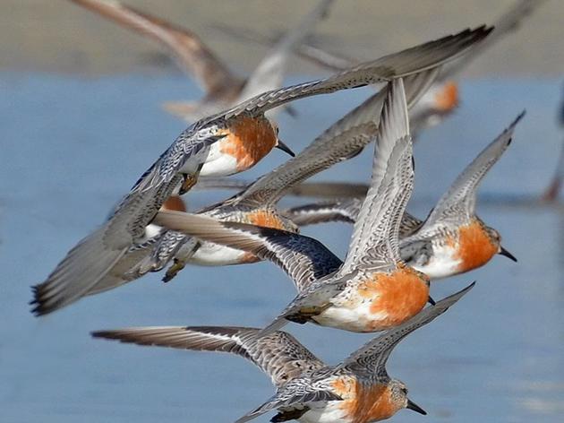 Bittersweet Victory for the Rufa Red Knot