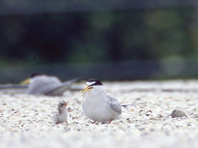 Rooftops as Alternative Least Tern Nesting Sites