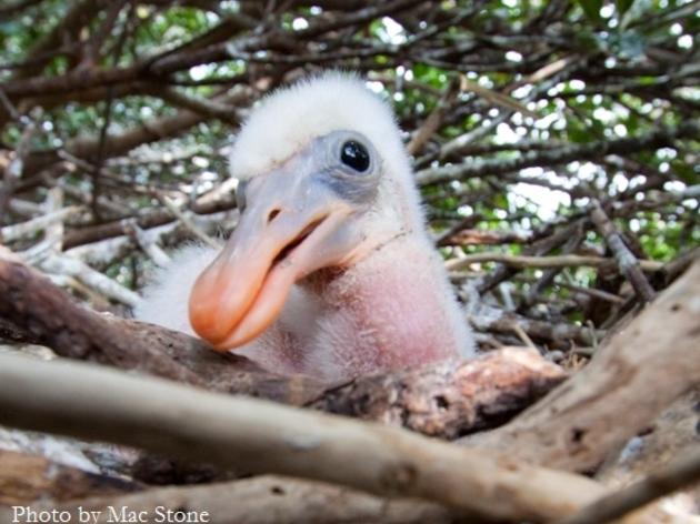 If You Had the Power to Keep Roseate Spoonbills Nesting in the Everglades, Would You?