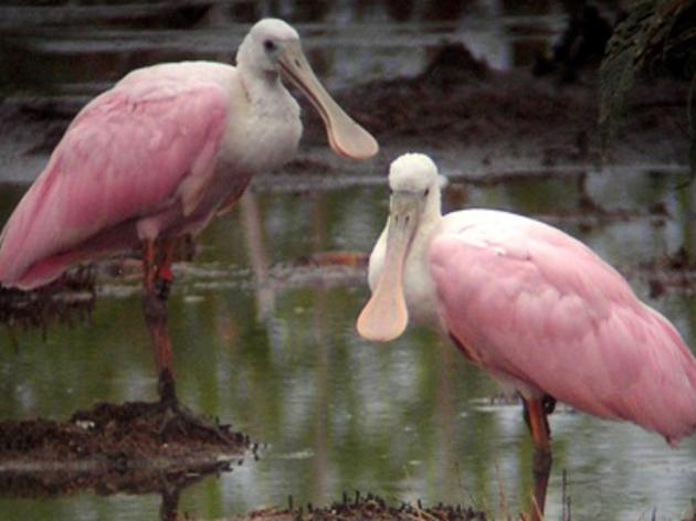 Florida Audubon Society Completes Acquisition of Newest Sanctuary in the Chassahowitzka Marsh