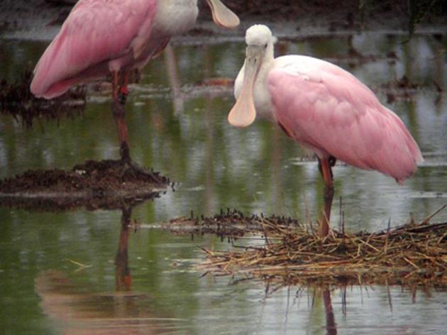 Increased Restoration in Florida Bay Needed as Roseate Spoonbill Nesting Shows Decline