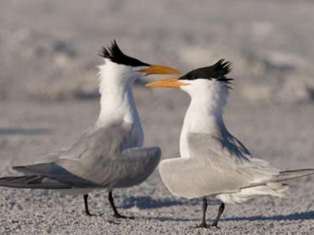 Mid-Winter Shorebird Survey: February 3-6, 2012