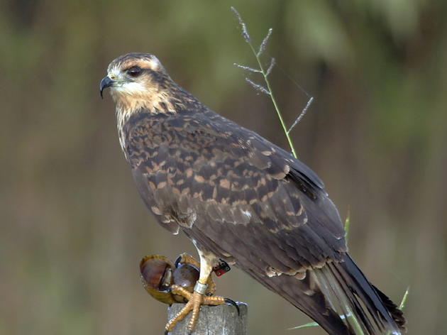 Audubon Set to Testify on Behalf of Endangered Everglade Snail Kite