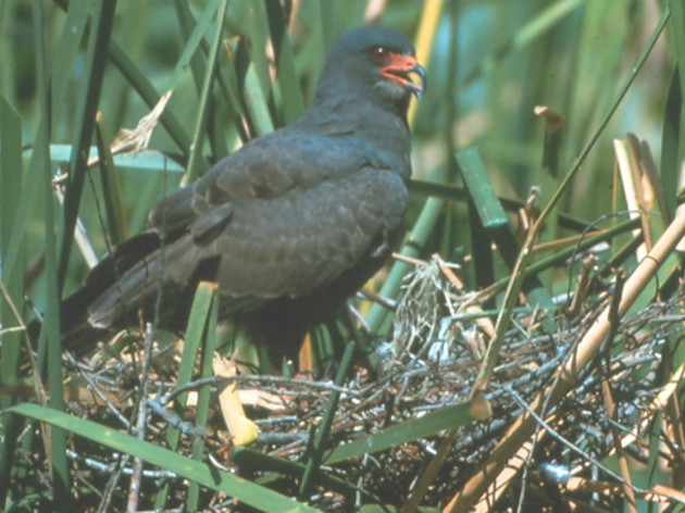 Everglades Snail Kites At Risk - Conservation Voices Needed