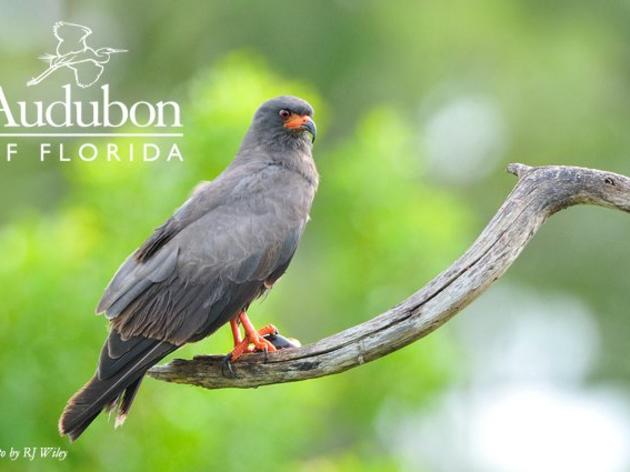 Audubon Applauds SFWMD's Heightened Focus on Water Conservation for 2012