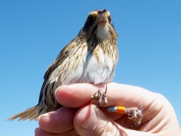 Second Saltmarsh Sparrow Banded in New England Resighted in Florida