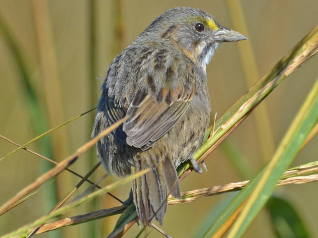 Audubon Establishes "Reid Hughes Marsh Sanctuary" in Nassau County