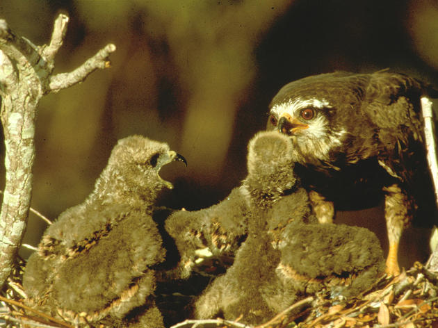 Help the Everglade Snail Kites of Tomorrow, Conserve Water Today