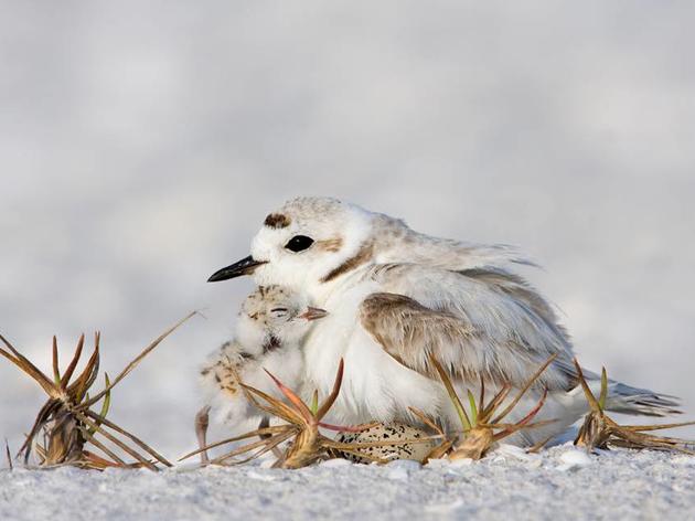 Beach-Nesting Bird Season Has Begun