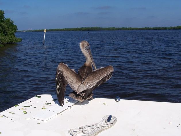 Volunteers Join Audubon to Clean-Up Tampa Bay