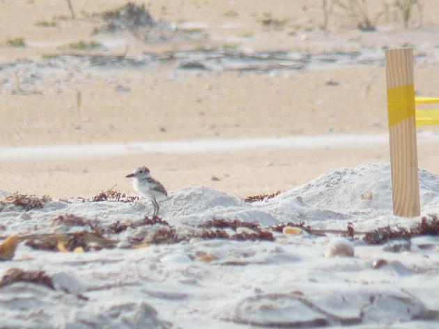 Audubon Advocates Make a Difference for Fort Matanzas' Coastal Wildlife