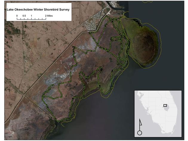 Winter Shorebird Survey: Lake Okeechobee Sanctuaries