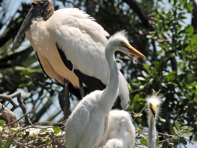 Audubon Researcher Defends Everglades Wood Storks