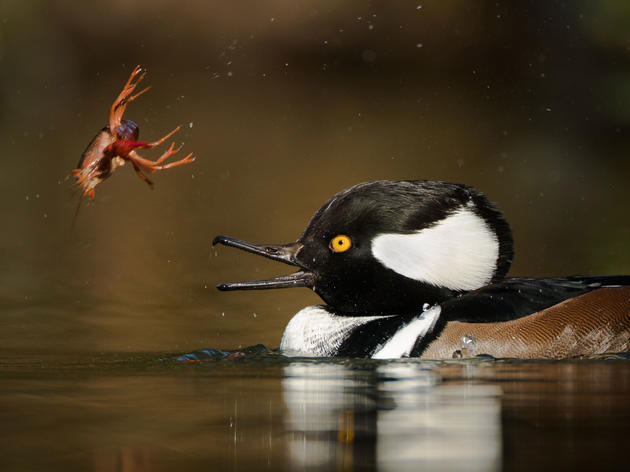 Nom Nom: 22 Astonishing Shots of Birds Getting Their Grub On 