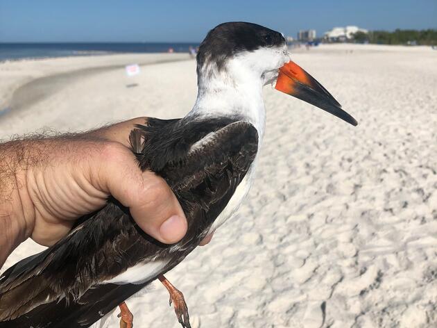 Water Quality Woes Continue to Plague Nesting Efforts in the Southwest