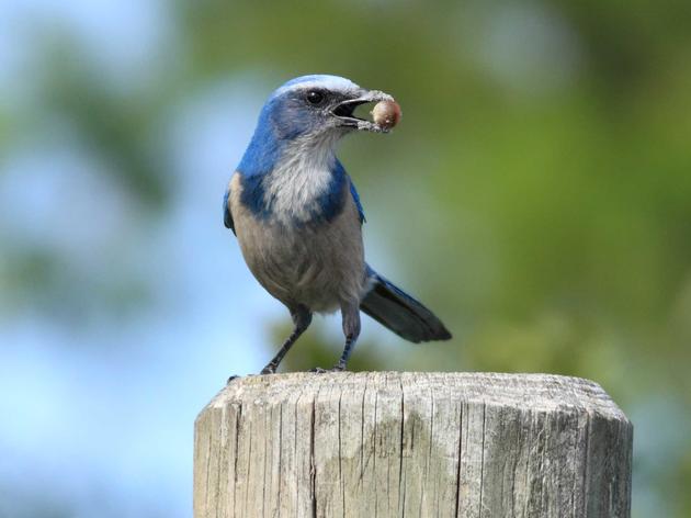 Audubon Fights to Keep Busy Highway Out of Critical Scrub-Jay Habitat 