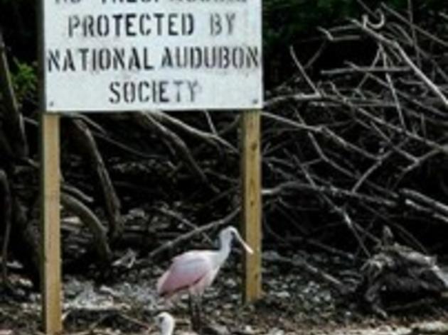 Hillsborough Bay Important Bird Area Gets Recognized
